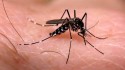 Brasil quebra mais um recorde... 1,6 milhão de casos de dengue