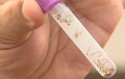 Conheça a história do Aedes Aegypti no Brasil e fique esperto