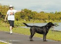 A história de um cachorro abandonado pelo PT