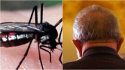 Quem é mais letal para o cidadão brasileiro, o mosquito Haemagogus ou o político Demagogo?