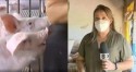 Repórter da Globo é "atacada" por porcos e vira chacota na web (veja o vídeo)