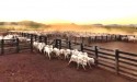 Famoso banqueiro põe a venda fazenda com cerca de 1 milhão de cabeças de gado