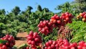 Vai faltar café no mundo