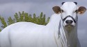 Vaca Nelore do Brasil bate recorde e se torna a mais valiosa do mundo