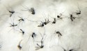 O "negacionismo" do atual governo em relação a Dengue: Quem é o genocida?