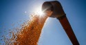 Fortes ondas de calor provocadas pelo El Niño paralisam a plantação de soja no Brasil central (veja o vídeo)