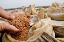 Polêmica compra de arroz estrangeiro de péssima qualidade pelo governo Lula vai parar na justiça