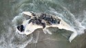 Baleia é encontrada morta em praia no Paraná e caso preocupa cientistas