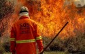 Governador decreta estado de emergência por causa dos incêndios no Pantanal, mas artistas permanecem calados (veja o vídeo)