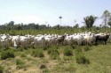 Produtores rurais denunciam apreensões de gado em terras embargadas pelo Ibama