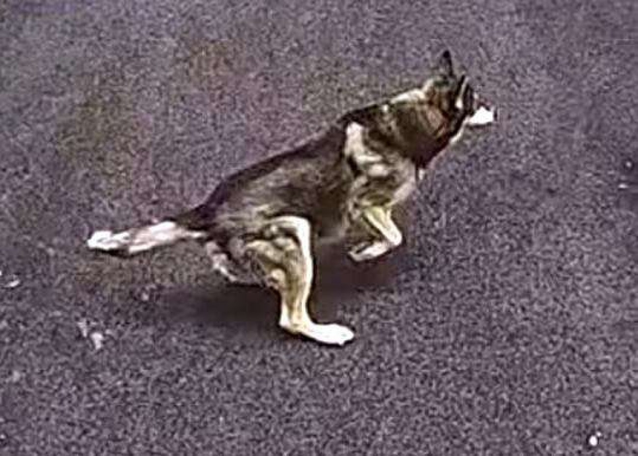 Cover image for Cão salva vida de criança de 6 anos e viraliza nas redes sociais (veja o vídeo)