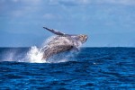 Noruega é o país que mais mata baleias no mundo, diz a imprensa internacional
