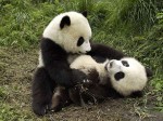 Urso panda da Amazônia ameaçado de extinção pelas queimadas