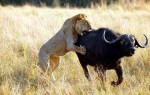 Por que o búfalo não é o "rei da selva"? Na política não é diferente...