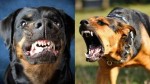 A parábola dos cães raivosos retrata como o povo brasileiro está vivendo em meio a pandemia