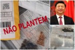 Sementes misteriosas: mais um ataque da China?