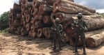 Em defesa da Amazônia, militares fazem apreensão de madeira ilegal no Pará