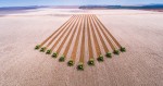 Superando um governo aloprado e um clima instável, agro tem grande notícia para os brasileiros