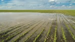 Agro sofre impactos bilionários causados por fenômeno climático