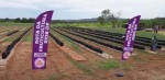 Rota da Fruticultura surpreende pelo pioneirismo ao incentivar produção de frutas no Distrito Federal (veja o vídeo)