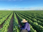 Uma boa notícia para todos aqueles que lutam no combate a uma das maiores pragas do agro brasileiro