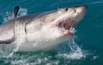 Chocante! Câmera flagra ataque de tubarão, ao vivo (veja o vídeo)