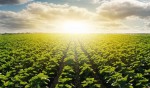 Onda de calor chega repentinamente em regiões agrícolas do país