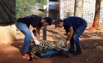 Em drama no Pantanal, animais morrem cruelmente ante a inércia de Lula e Marina