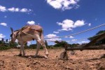 Despenca o rebanho de jumentos no país e animal pode entrar em extinção