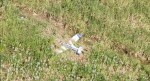URGENTE: Avião cai em Sergipe