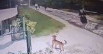 URGENTE: Surgem novas imagens da brutalidade contra cãozinho em SC (veja o vídeo)