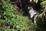 Idoso tenta retirar colmeia em terreno baldio e morre atacado por abelhas