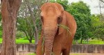 Em Brasília, mulher em "surto" invade área de elefante