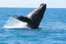 Paraíso ecológico de Abrolhos na Bahia pode ser a próxima vítima da lama da Samarco