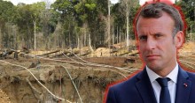Macron apoiou projeto que previa desmatamento de milhares de hectares com mais de 120 espécies protegidas na Amazônia