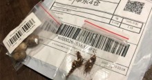 Sementes misteriosas da China tem fungos, bactérias e possíveis pragas