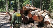 Em defesa da Floresta Amazônica, PF deflagra operação contra o desmatamento ilegal