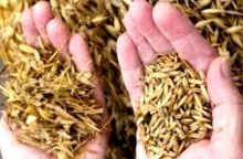 Você é "joio", é "joio que se acha trigo" ou é "trigo"? A hora de se definir é agora