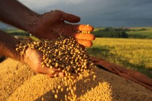 Recorde no agro: Produção de grãos pode chegar a 291,1 milhões de toneladas na safra 2021/22