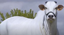 Vaca Nelore do Brasil bate recorde e se torna a mais valiosa do mundo