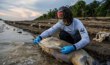 ICMBio vai apurar causas da morte de mais de 100 botos no Amazonas