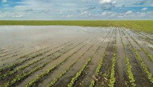 Agro sofre impactos bilionários causados fenômeno climático