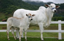 Aumento incomum do abate de vacas na indústria da carne traz algo alarmante