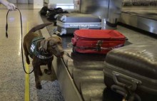 Com aumento de circulação nos aeroportos, cães farejadores entram em ação e encontram o improvável em bagagens