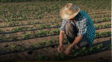 AO VIVO: Comissão da Agricultura aperta ainda mais o cerco contra o governo (veja o vídeo)
