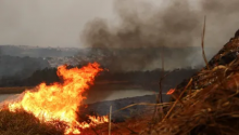 EXCLUSIVO: Incêndios em São Paulo: “Por que estamos sendo alvo de ações tão coordenadas e destrutivas”, questiona deputado