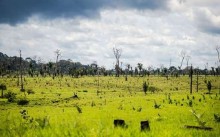 Uma ameaça direta à fauna é registrada na Amazônia