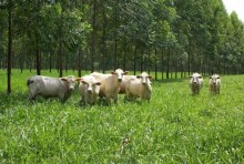 Após forte pressão, lei europeia que pode devastar o agro brasileiro é postergada