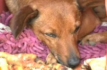Cachorro percorre 12 quilômetros em caminho desconhecido para ir ao velório do dono (veja o vídeo)