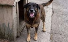 O caso do cachorro Orelha, a revolta nacional e o desafio de consertar o Brasil